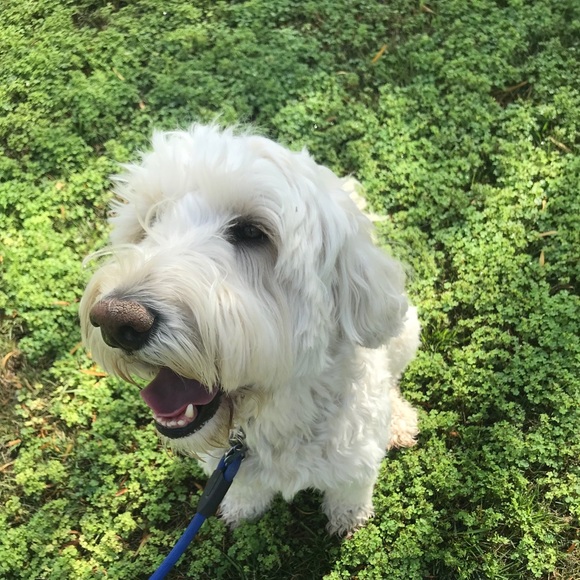 Meet your Posher, Stephanie - Picture 1 of 1